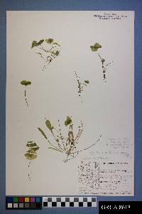 Claytonia parviflora image